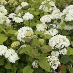Hortenzia stromčekovitá (Hydrangea arborescens) 'FlowerWOW®' First Edition® - výška 30-40 cm, kont. C2L - OBROVSKÉ KVETY